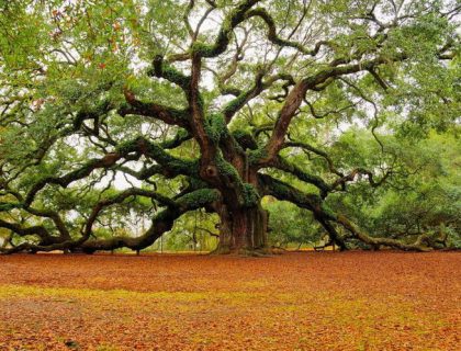 Britains love affiar with the oak